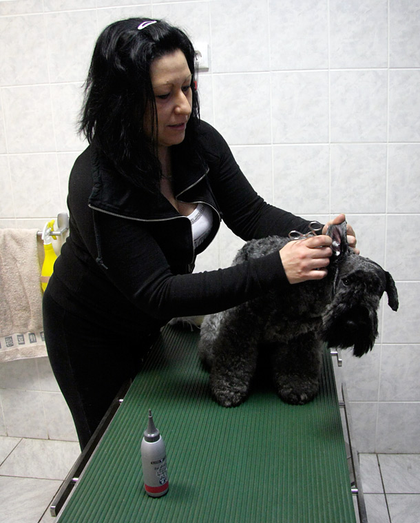 fültisztítás a kutyakozmetikában