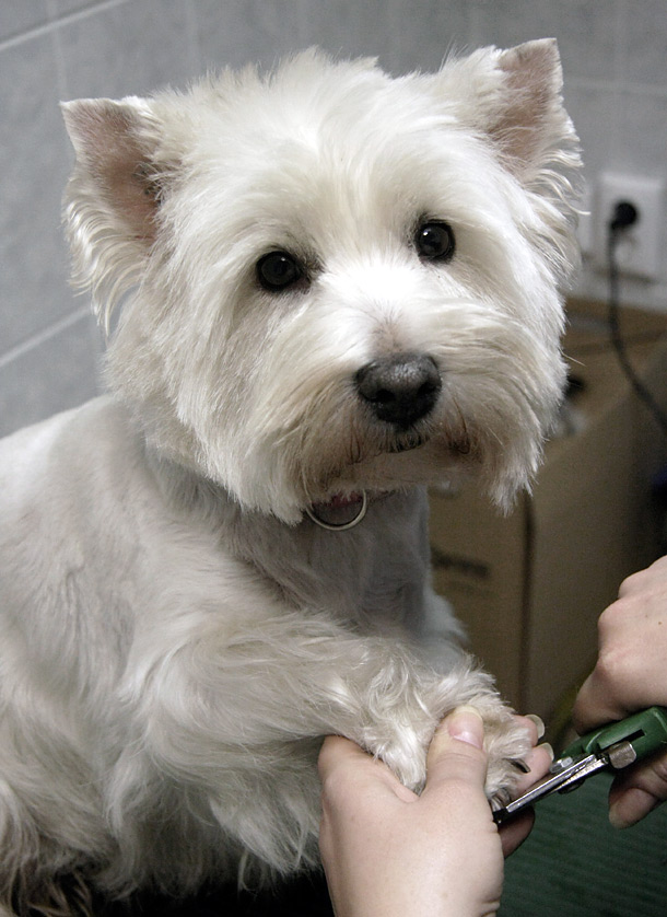 karomvágás a kutyakozmetikus által - nagy odafigyeléssel, véletlenül sem fájdalmat okozva